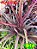 dracena pena de indio - Imagem 1