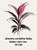dracena coydelyne baby - Imagem 2