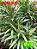 dracena poa verde - Imagem 1