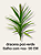dracena poa verde - Imagem 2
