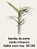 dracena sanderiana bambu da sorte verde e branco - Imagem 2