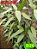 dracena sanderiana bambu da sorte verde - Imagem 1
