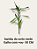 dracena sanderiana bambu da sorte verde - Imagem 2