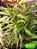dracena sanderiana bambu da sorte verde e amarelo - Imagem 1