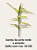 dracena sanderiana bambu da sorte verde e amarelo - Imagem 2