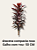 dracena compacta roxa - Imagem 2