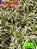 dracena pleomele variegata - Imagem 1