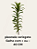 dracena pleomele variegata - Imagem 2