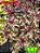 coleus 147 - Imagem 1