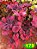 coleus 178 - Imagem 1