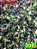 coleus 200 - Imagem 1