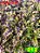 coleus 212 - Imagem 1
