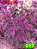 Coleus 217 - Imagem 1