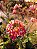 Orquidea epidendrun rosa mesclada E4 - Imagem 1