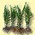orquidea epidendrum vermelha adulta kit com 4 - Imagem 2