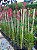 orquidea epidendrum vermelha adulta kit com 4 - Imagem 1