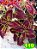 Coleus 119 - Imagem 1