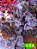 Coleus 154 - Imagem 1
