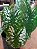 Caladium 3 - Imagem 2