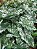 Caladium 3 - Imagem 1