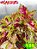 Coleus 189 - Imagem 1