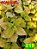 Coleus 218 - Imagem 1