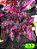 Coleus 232 - Imagem 2