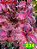 Coleus 234 - Imagem 1