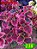 Coleus 238 - Imagem 1