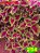 coleus 254 - Imagem 1