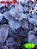coleus 290 - Imagem 1