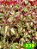 Coleus 239 - Imagem 1