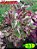 Coleus 239 - Imagem 2