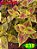 Coleus 235 - Imagem 1