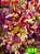 Coleus 246 - Imagem 1