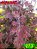 Coleus 273 - Imagem 1