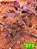 Coleus 273 - Imagem 2