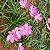 Kit lírio do vento rosa com 10 - Imagem 1