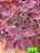 Coleus 253 - Imagem 1