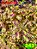 Coleus 243 - Imagem 1
