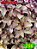Coleus 256 - Imagem 1