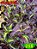 Coleus 258 - Imagem 1