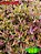 Coleus 260 - Imagem 1