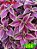 Coleus 266 - Imagem 1