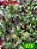 Coleus 275 - Imagem 1