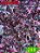 Coleus 288 - Imagem 1