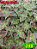 Coleus 298 - Imagem 1