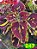 Coleus 247 - Imagem 2