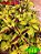 Coleus 348 - Imagem 1