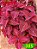 Coleus 305 - Imagem 1